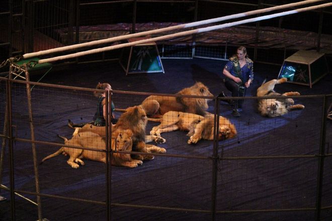 Летающий медведь и &laquo;Колесо смелости&raquo;: нижегородский цирк приглашает в &laquo;Звездный круиз&raquo; (ФОТО) - фото 79