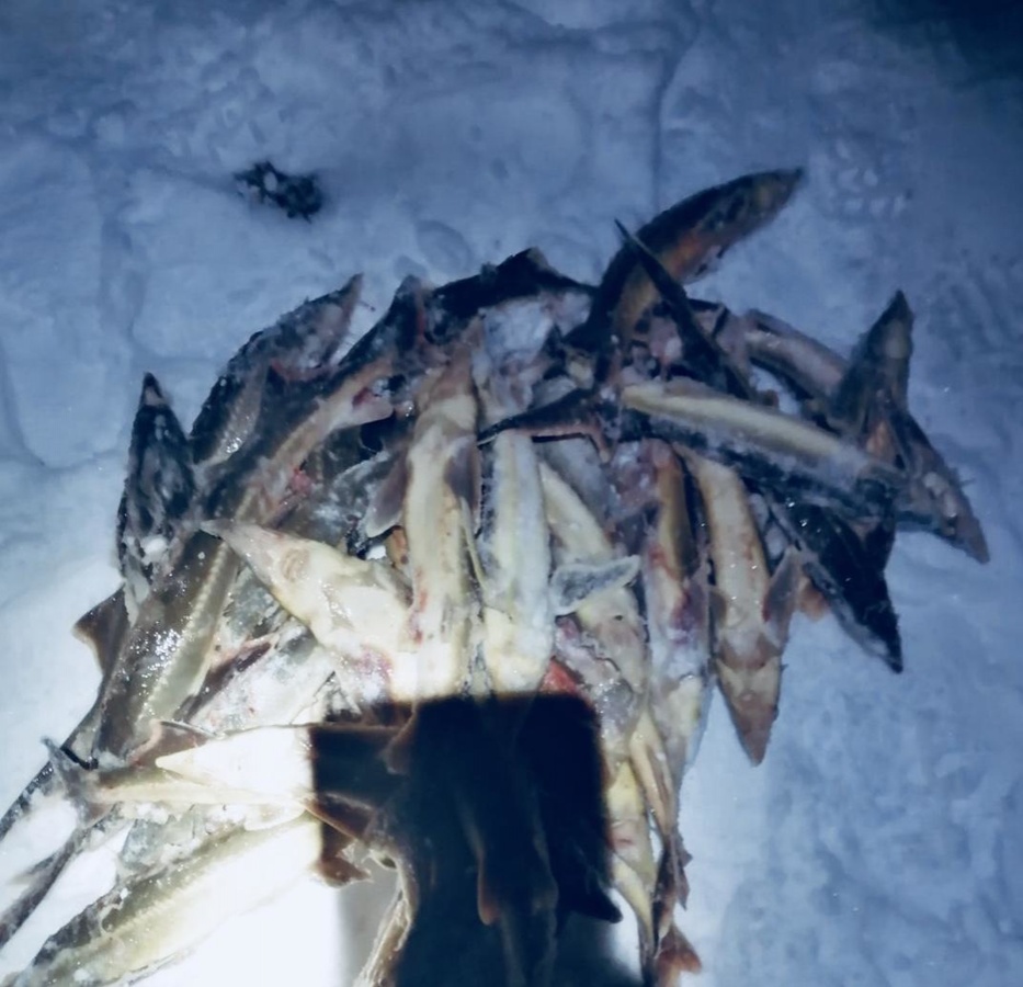 Нижегородский браконьер незаконно выловил 15 кг стерляди