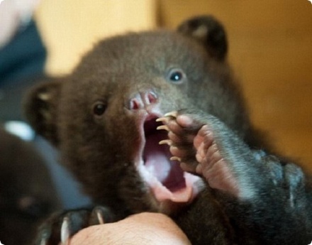Медвежата родились в нижегородском зоопарке &laquo;Лимпопо&raquo;