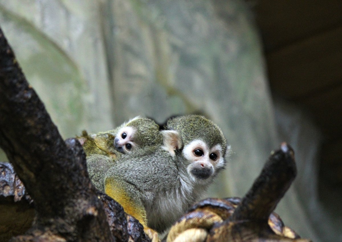 Детеныш обезьяны саймири родился в нижегородском зоопарке - фото 1