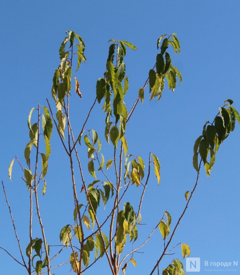 Благоустройство площади у Автозаводского универмага завершено в Нижнем Новгороде - фото 13