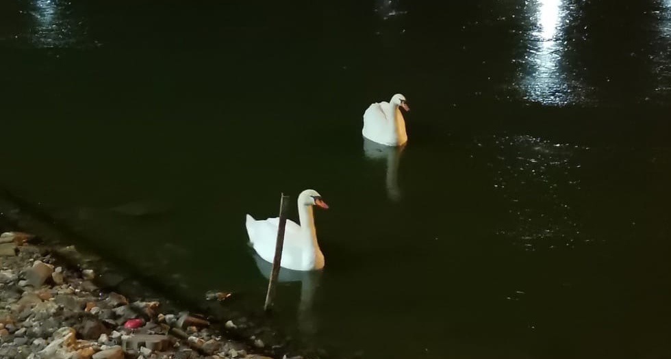 Лебедей в Сормовском парке отправили за зимовку - фото 1