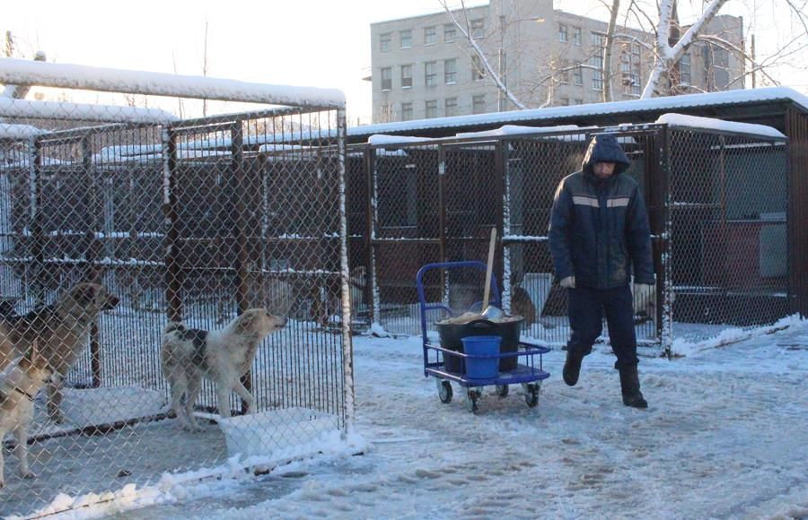 Собака бесплатная в нижнем новгороде. Приют для собак Бескудниково, Москва. Приют для животных в Нижнем Новгороде. Приют для собак в Нижнем Новгороде. Приют собак Гольяново.