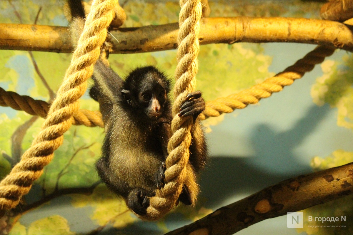 Детки в объективе: показываем милых малышей, которые родились в нижегородском зоопарке «Лимпопо» - фото 72