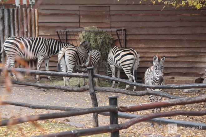 Обитатели нижегородского зоопарка &laquo;Лимпопо&raquo; подготовились к зиме - фото 5