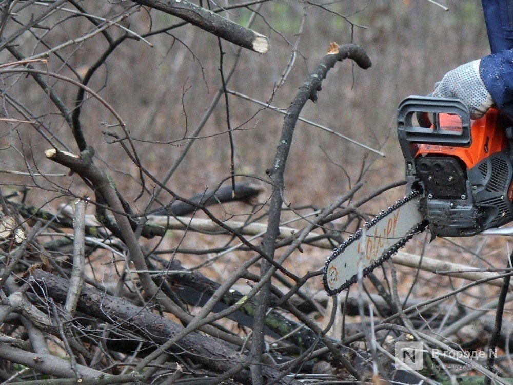 Почти полмиллиона рублей заплатит ветлужский браконьер за спиленные деревья - фото 1