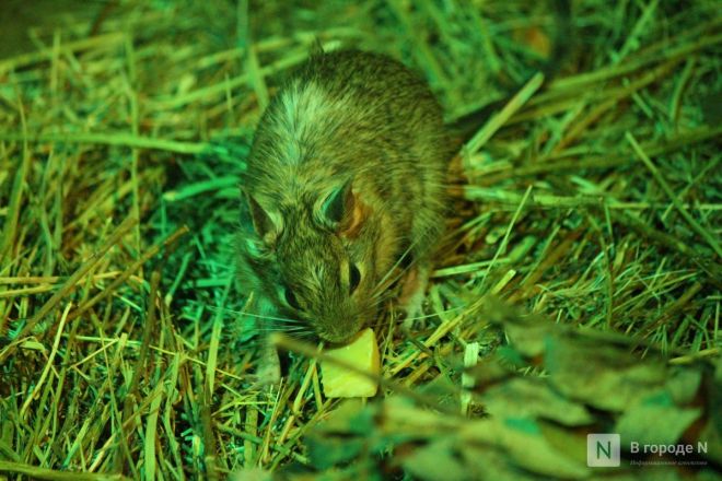 Детки в объективе: показываем милых малышей, которые родились в нижегородском зоопарке «Лимпопо» - фото 52