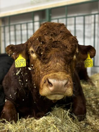 Более 40 нижегородских предприятий приняли участие в выставке &laquo;Золотая осень&raquo; - фото 7