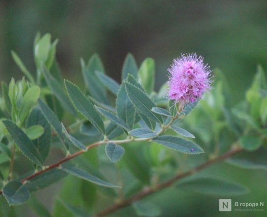 Опубликованы фото обновленного сквера с фонтаном в Нижнем Новгороде - фото 33