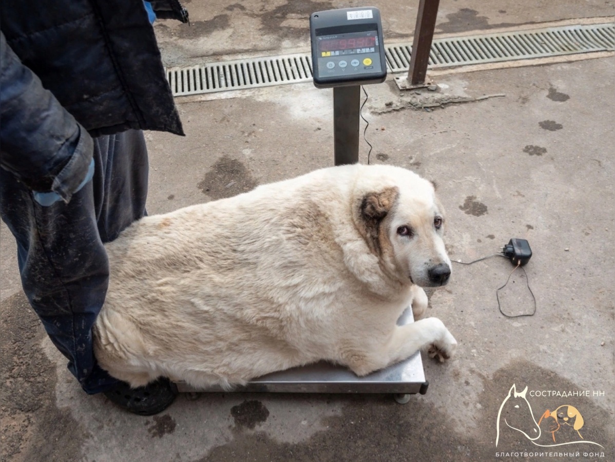 Стокилограммовую собаку нашли в Нижнем Новгороде - фото 1