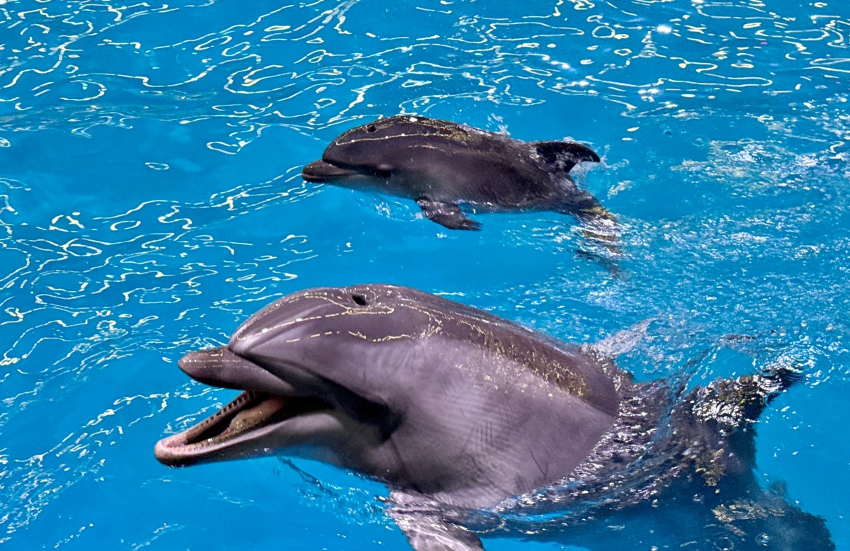 Дельфиненок появился на свет в Нижнем Новгороде - фото 1