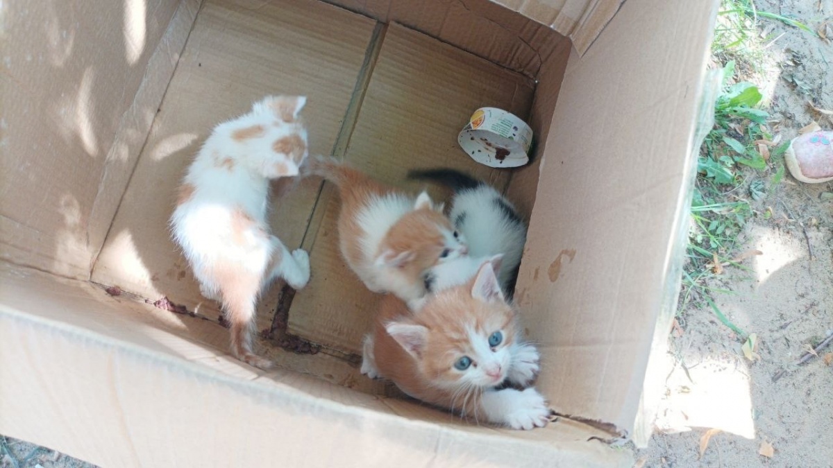 Неизвестный выбросил коробку с котятами на детской площадке в Верхних Печерах - фото 1
