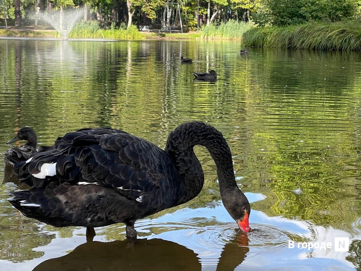 Браконьеры расстреляли лебедя  в Кстовском районе - фото 1