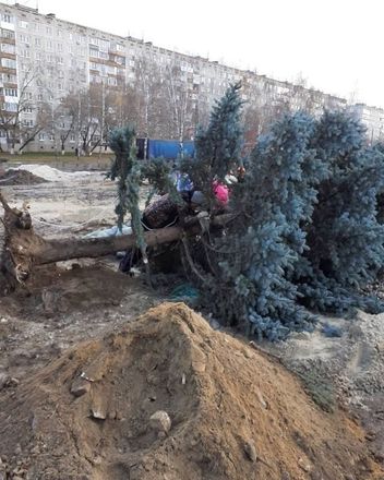 Ветер повалил голубую ель в Сормовском районе - фото 1