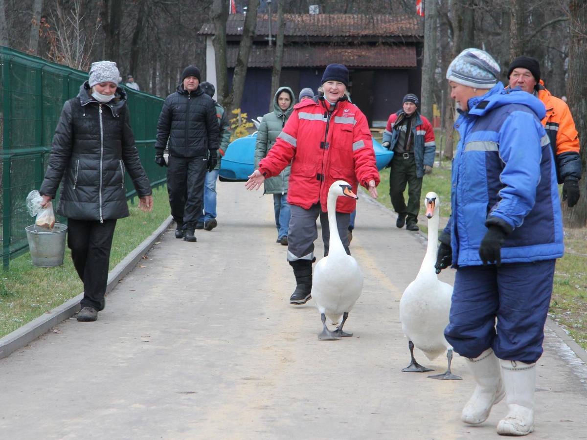 Пара лебедей из парка в Выксе переехала на зимовку в ангар