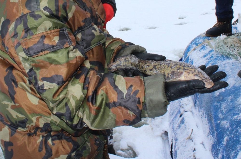 Запрет на ловлю налима снят в Нижегородской области с 1 февраля - фото 1