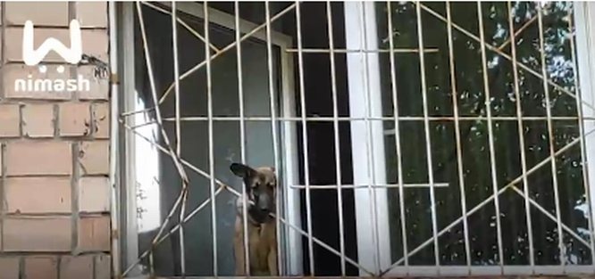 Нижегородец спас щенка из запертой квартиры - фото 1