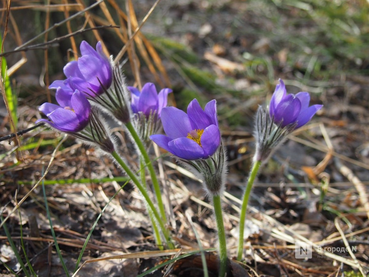 Погода в Нижнем Новгороде: подробный прогноз на апрель - фото 1