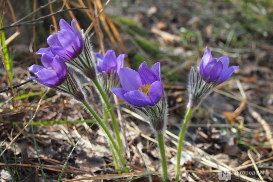 Гидрометцентр дал прогноз на апрель в Нижегородской области