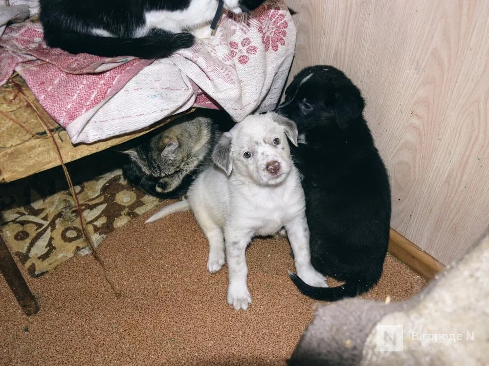 Умирающих собак и кошек нашли в квартире в Сормовском районе