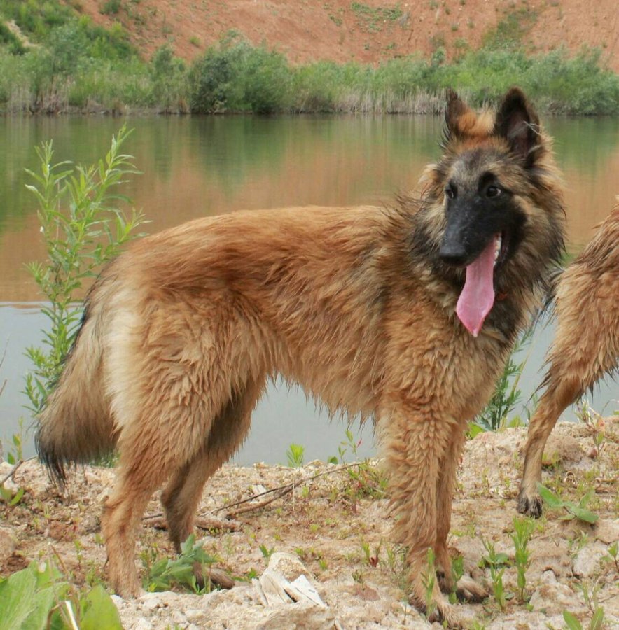 В Нижнем Новгороде потерялась собака кинолога (ФОТО) - фото 2