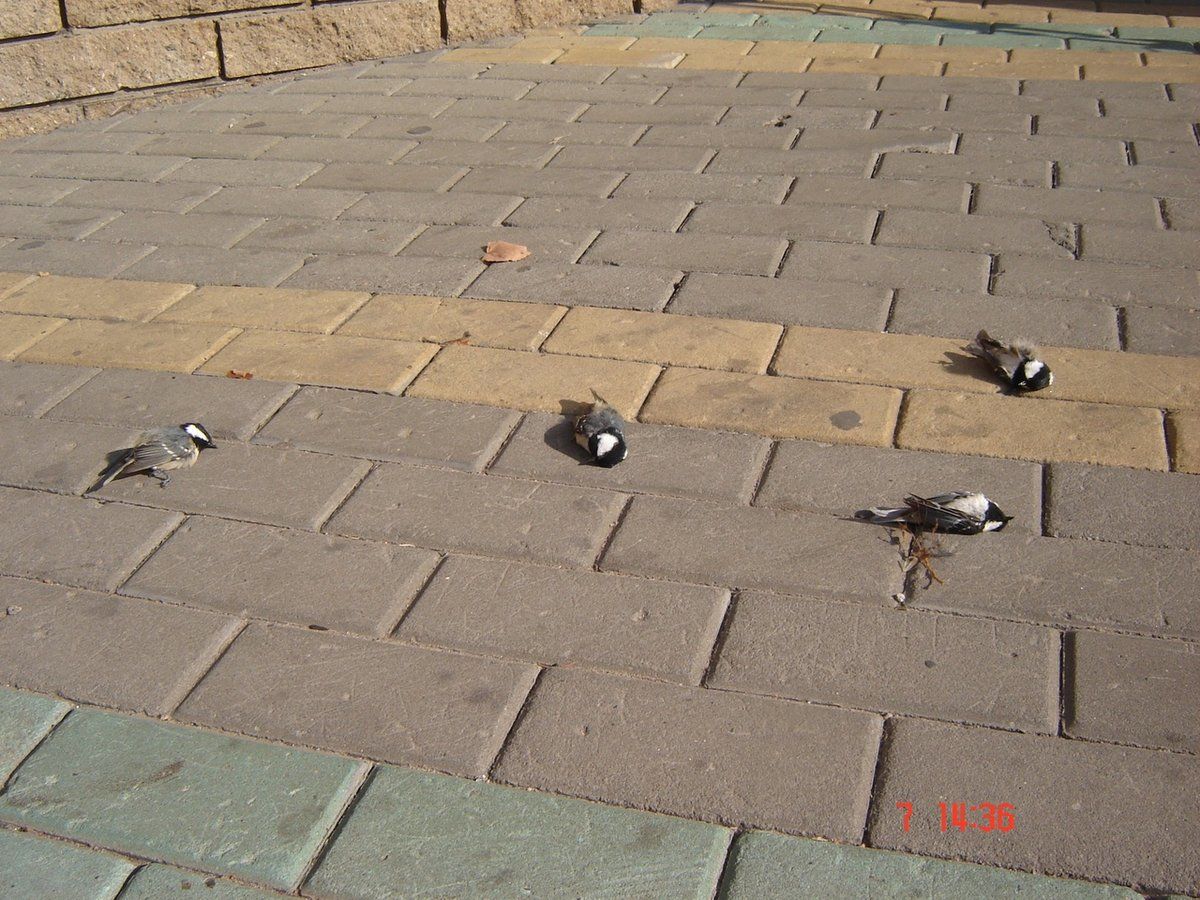 Птицы Нижний Новгород Фото