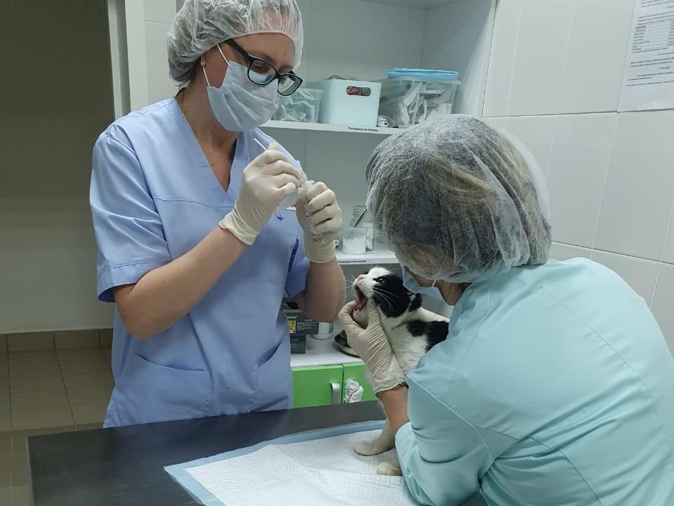 Первые два ветеринарных прививочных кабинета открылись в Нижнем Новгороде - фото 1
