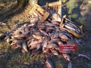 Гору выброшенной рыбы обнаружили в микрорайоне Сортировочный