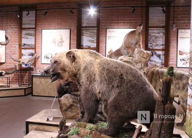 Ледниковый период по-нижегородски: палеонтологическая выставка открылась в Кремле - фото 34