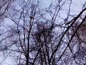 Операция по спасению котенка в Автозаводском парке увенчалась успехом