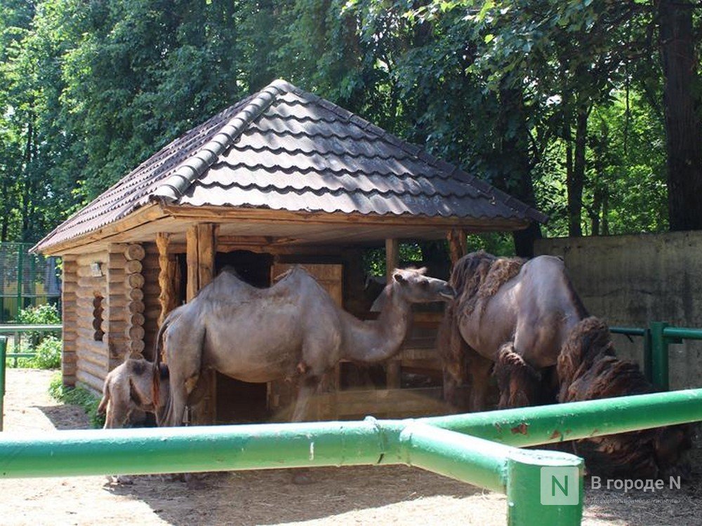 Детский центр появится на месте зоопарка &laquo;Мишутка&raquo; в Нижнем Новгороде - фото 1