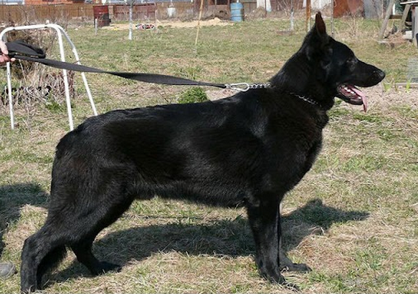 Собакам-пенсионерам из нижегородских колоний ищут новых хозяев - фото 1