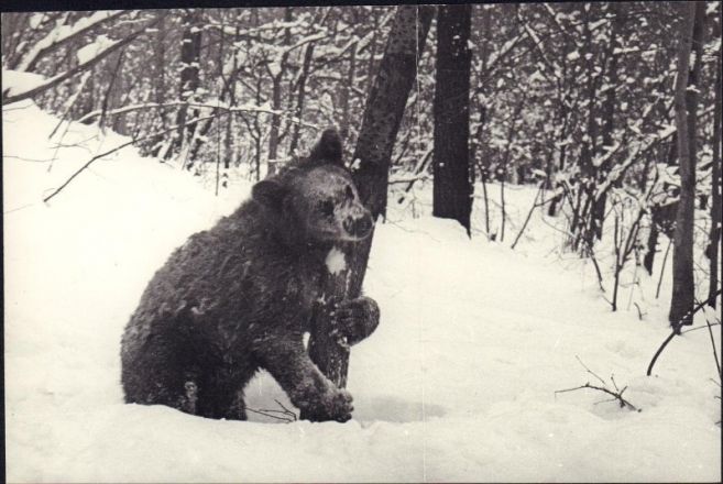 Самые снежные и морозные зимы в истории Нижнего Новгорода: какими они были - фото 2
