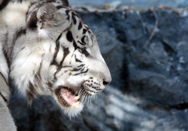 Нижегородская страховая компания взяла под опеку бенгальского тигра