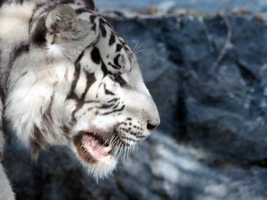 Нижегородская страховая компания взяла под опеку бенгальского тигра