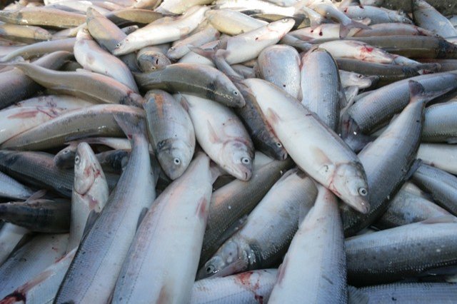 Свыше 60 килограмм опасной рыбы обнаружили в Приокском районе
