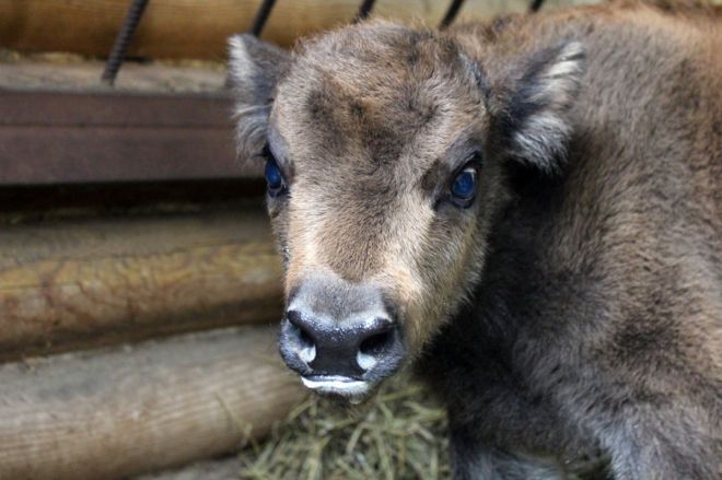Новорожденный зубренок появился в нижегородском зоопарке &laquo;Лимпопо&raquo; - фото 3