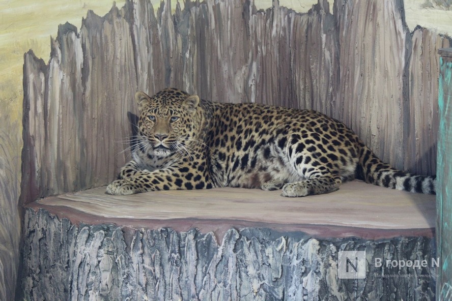 Новоселье больших кошек: уникальные вольеры появились в нижегородском зоопарке - фото 1