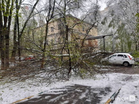 Майский снегопад повалил деревья и оборвал провода в Нижнем Новгороде - фото 2