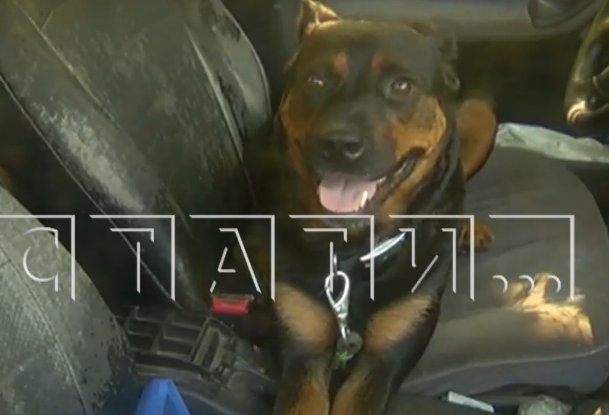 Нижегородка заперла собаку на две недели в машине - фото 1