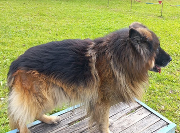 Новых хозяев ищут для служебных собак в Нижегородской области - фото 1