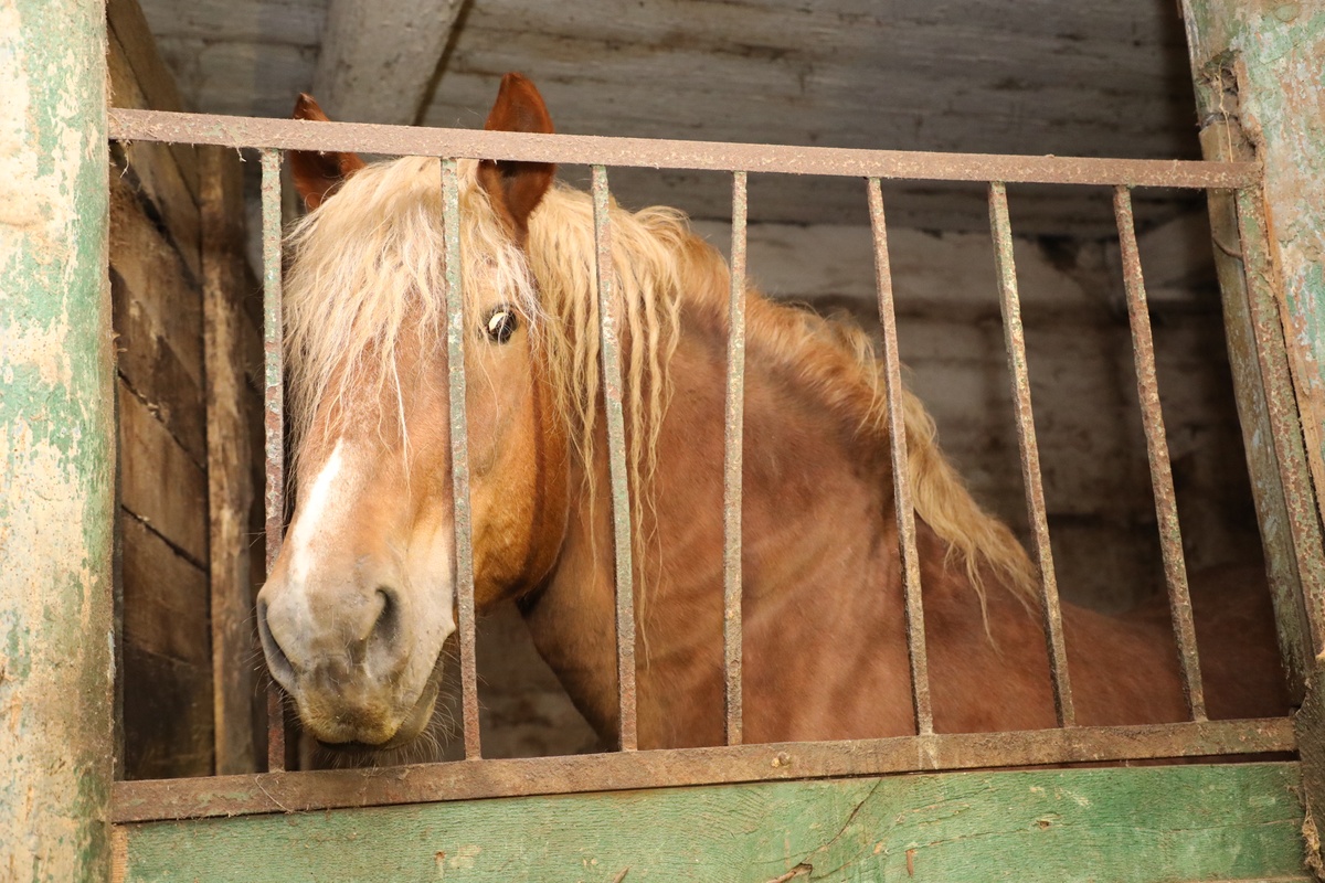 Починковский конный завод может стать точкой притяжения туристов в Нижегородскую область
