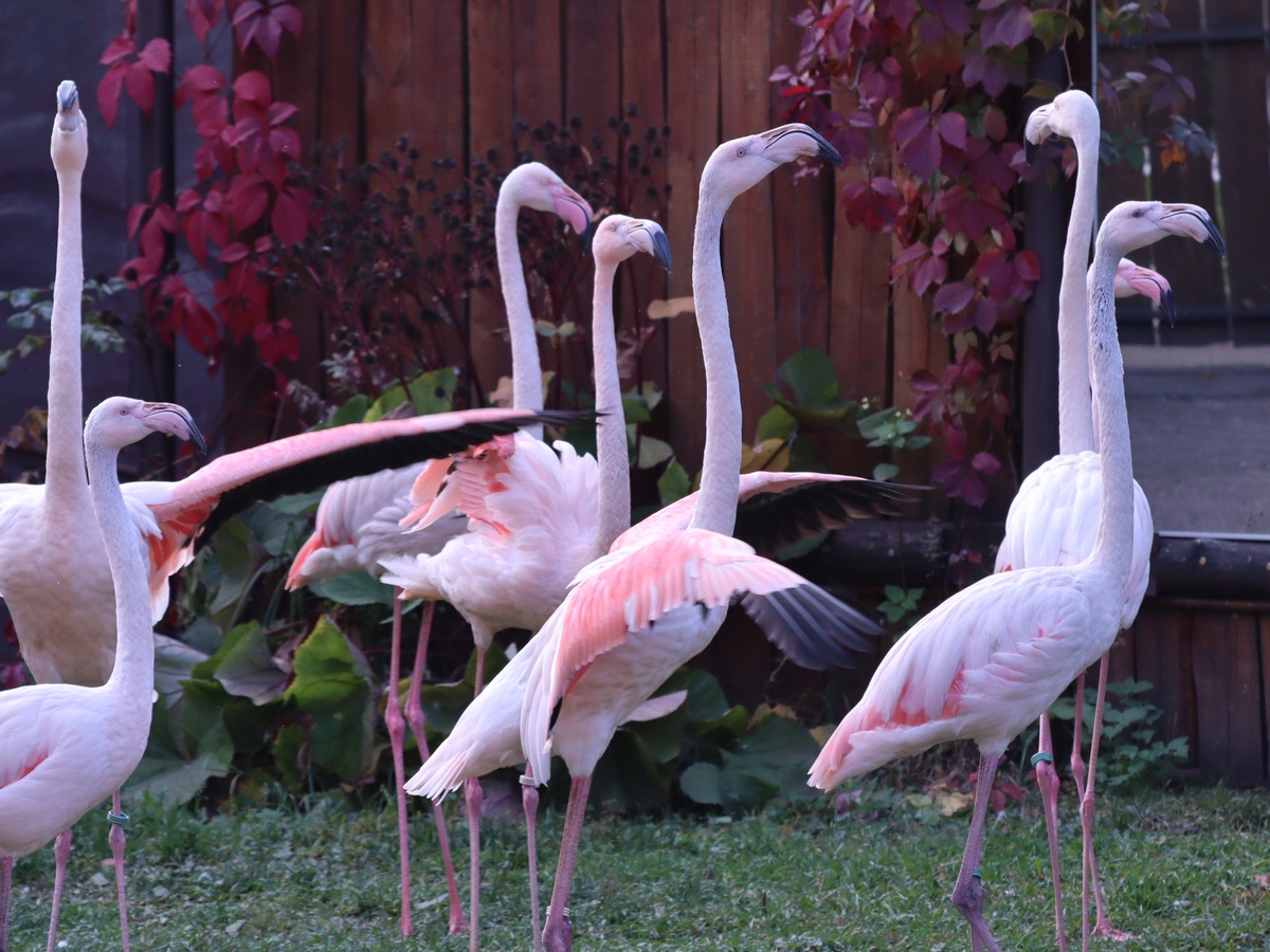 Прилетевшие пять лет назад фламинго адаптировались в нижегородском зоопарке