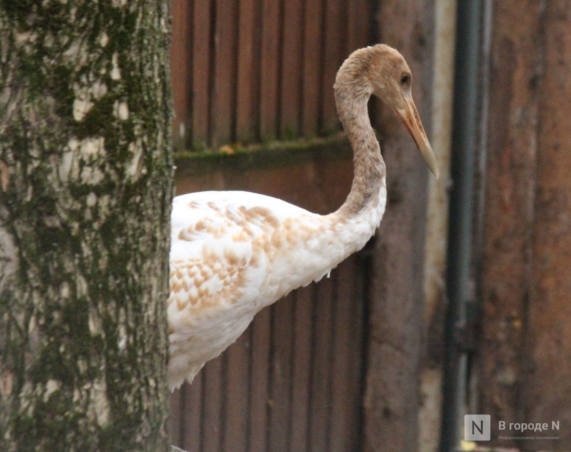 Детки в объективе: показываем милых малышей, которые родились в нижегородском зоопарке «Лимпопо» - фото 14
