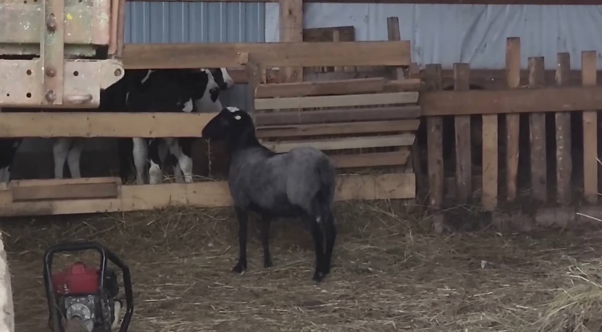 Канадцы Фейнстра рассказали, как потеряли барана в Нижегородской области - фото 1