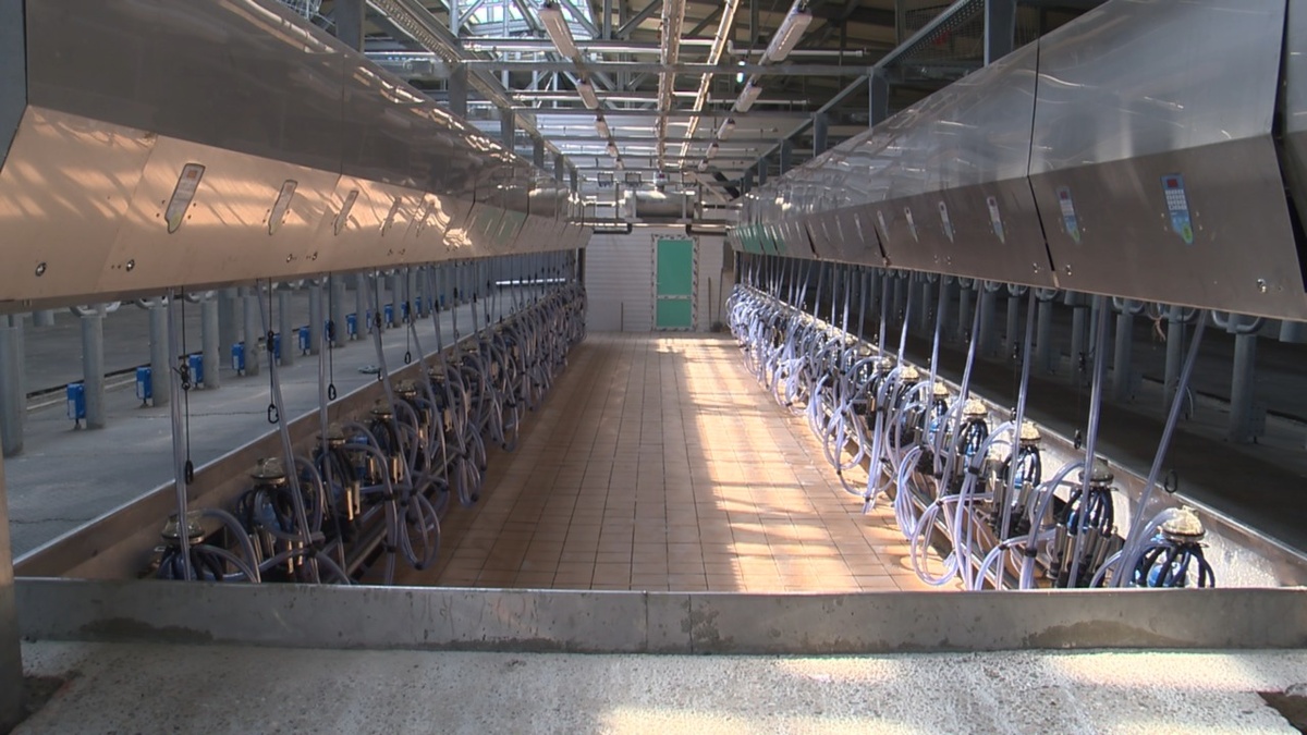 Молочный комплекс на 1 328 коров построили в Ардатовском районе - фото 1