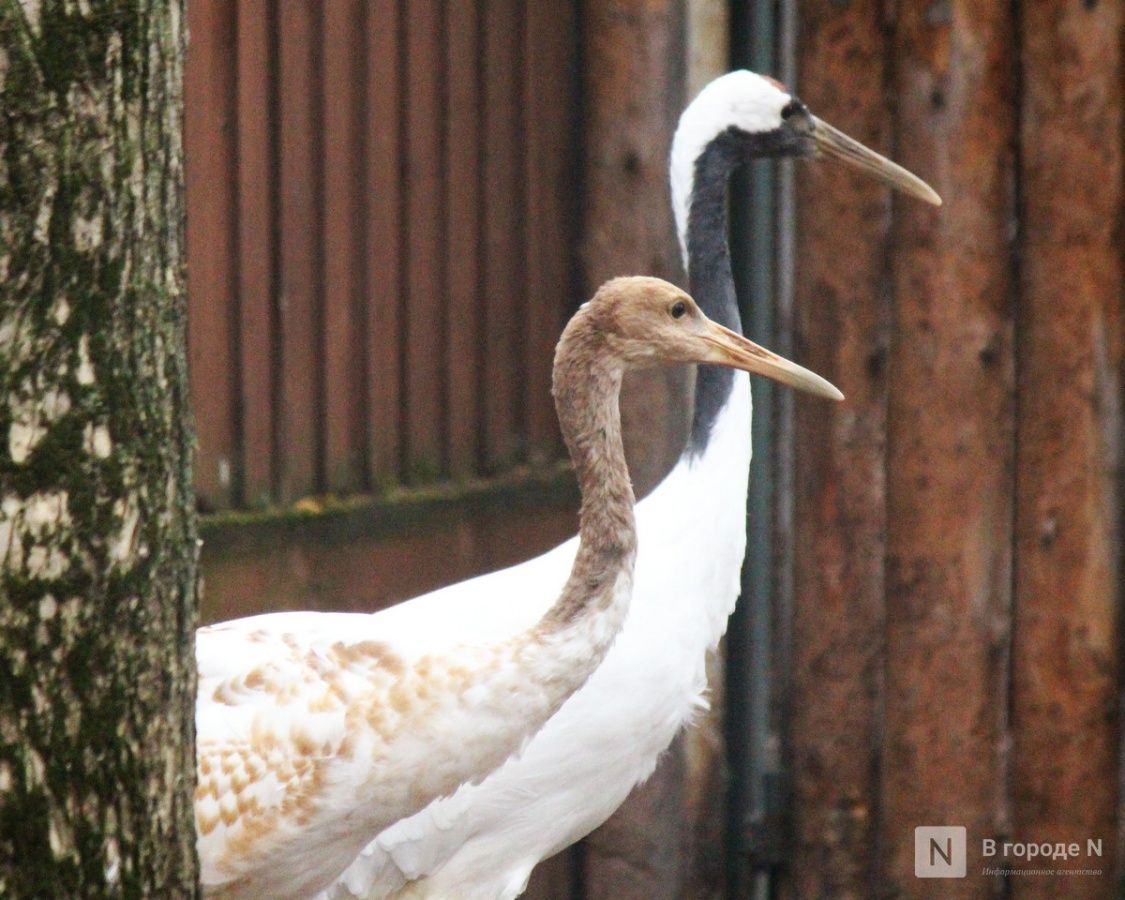 Опубликованы фото детенышей, родившихся в нижегородском «Лимпопо»