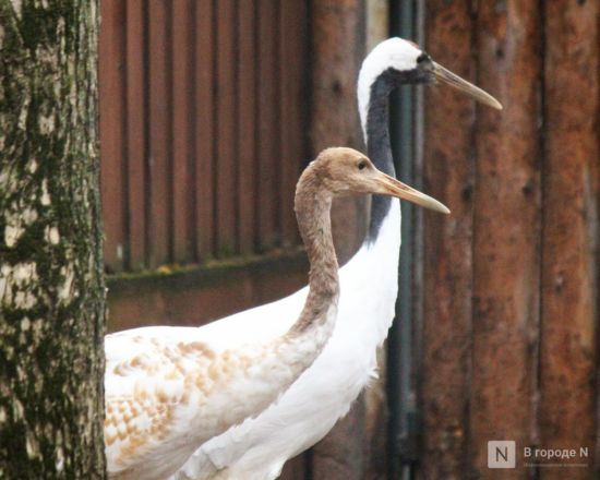 Детки в объективе: показываем милых малышей, которые родились в нижегородском зоопарке «Лимпопо» - фото 22