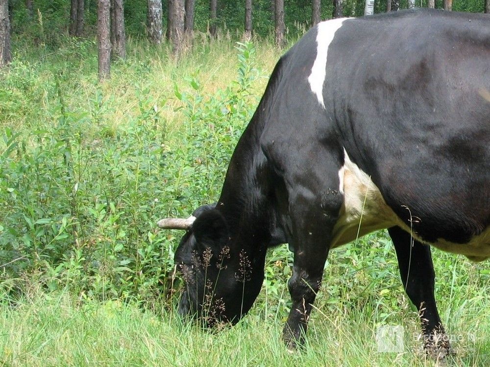 Агрессивный бык Кэнон напал на мужчину в Кстовском районе - фото 1