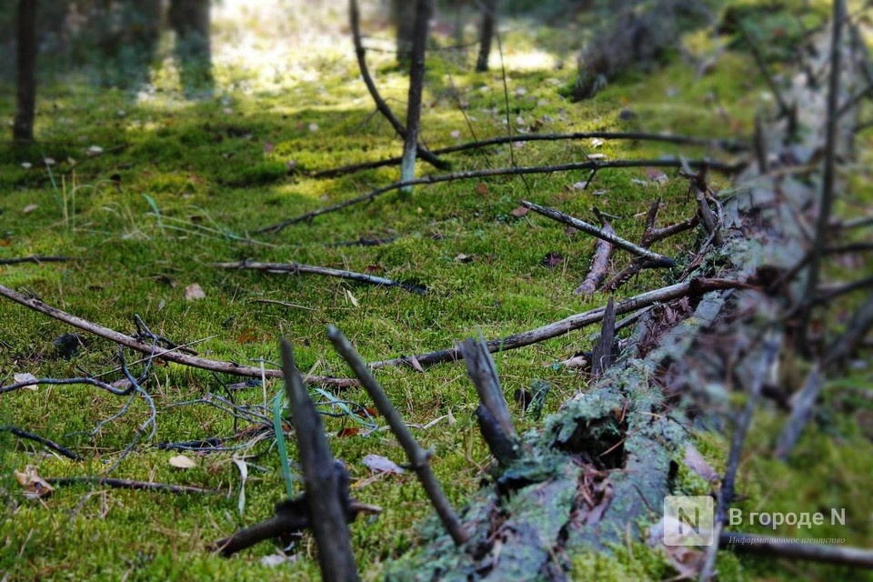 Границы нижегородского национального парка зарегистрируют до конца года - фото 1